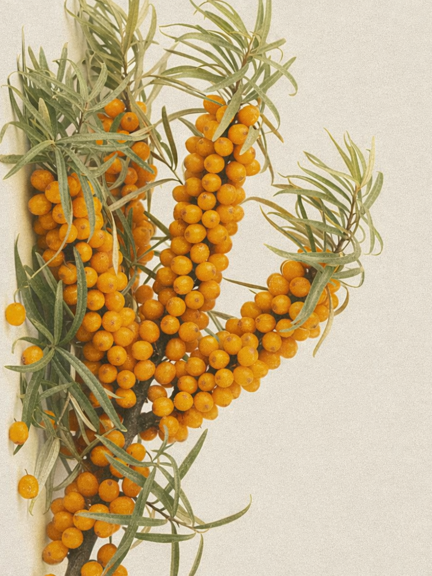 The Role of Sea Buckthorn in Intelligent Skin Renewal